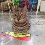 #명동고양이카페#명동고양이다락방 #고양이카페#고양이다락방#godabang  #catcafe#cat#러시안블루#아비시니안#렉돌#친칠라... 