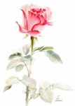 수채꽃에 있는 정하연님의 핀 | 밤하늘 그림
