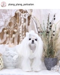 예뿌네 우리 귤 공주님이네... in 2020 | Dogs