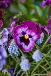Gorgeous pansy                                                       … | 팬지
