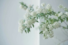 Flora에 있는 정원님의 핀