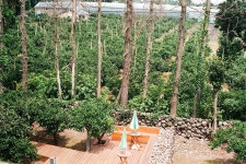 PICK. 다이빙맛 | Plants, Garden, Jeju