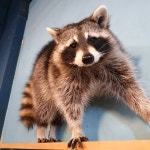 동동이네 동물에 있는 하우스 동동님의 핀 - 2020 | 동물