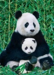 Eurographics - Panda and Baby Jigsaw Puzzle - 1000 pc | 팬더곰, 판다 곰, 곰