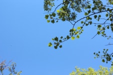 연세대 동문 가는 길 가로수 | 사진