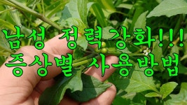까마중  :  몸이 가벼워지고 온갖 병이 없어지는 최고의 장수약초 | 건강, 건강 운동