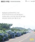 [카드뉴스] 메밀꽃, 수국, 선인장…여심 감싸는 여름의 제주 : 네이버 포스트 - 2020 | 수국, 여행, 웹 디자인 레이아웃