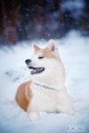 akita the XL version of Shibas :) | 개