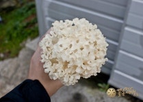 백아산 꽃송이버섯 영농조합법인 에서 생육중인 꽃송이버섯 사진입니다. sparassis crispa | 버섯