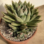 얼큰이 워터릴리12-228(E. Water Lily) - 다육식물(Succulents) | 다육 식물