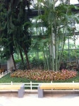 Yeomiji Botanical Garden in Jeju Seoguipo Joogmoon(제주 서귀포 중문) | Plants, Garden