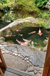 Japanese Koi Ponds : Garden And Lawn , The Gardens With Koi Ponds | 정원, 호수