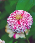 Flowers에 있는 Philip Cho님의 핀