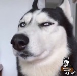 Meme husky