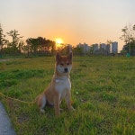 똥폼잡긴,🐶 똥폼 안잡아두 잘생긴 우리아덜✨