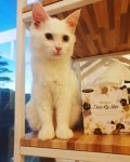 냥이힐링  냥이그램  야옹이그램😻  힐링그램💛  고양이카페그램  카페그램☕️  집사의하루  안국카페 … | Instagram posts, Cats, Animals