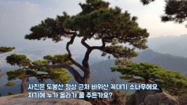 소나무 잘 키우는 방법 / 소나무 키울 때 꼭 알아야 할 상식 - YouTube | 소나무, 정원수, 나무