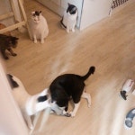 #20200117cat 슈키 아픈데 애들이 우다다로 시끄럽게 하는데다 책장밑에 문도 열었다 닫았다 하는 찰스때문에 냥이 밥돌리고 들어온... 