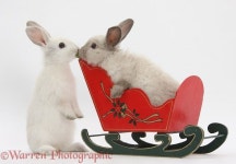 Bunny kisses :)(이미지 포함)