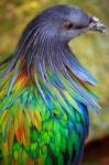 ✯ Nicobar Pigeon | 새, 새 그림, 동물
