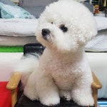 Pictures) -  #봉씨는#티비시청중 #봉씨 #댕댕이#비숑#아들#1살#반려견 #일상#데일리#독스타#멍멍이#반려견#사랑둥이#소통... 