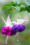 I love fuchsias!(이미지 포함) | 꽃 사진, 아름다운 꽃, 예쁜 꽃
