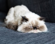 Cats -> Arts(Cats are art itself.)에 있는 Cats Oasis님의 핀 | 동물, 고양이