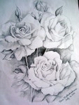 Pin by woonso Choi on 꽃 일러 | Roses drawing, Pencil drawings of flowers, Flower drawing