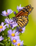 Buggy Beginnings - Incredible Insects! | 나비, 꽃그림, 동물