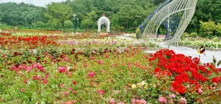 울산 대공원 장미정원 | Outdoor, Outdoor structures, Garden