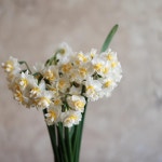 봄향기가득 수선화💛 . . . . #flowerclass #flowerlesson... 봄향기가득 수선화💛 . . . . #flowerclass #flowerlesson #florist... 