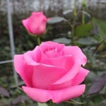 Pin de 위기 김 en 꽃 | Rosas