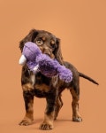 Instagram의 Oskar Natural Pet Remedies님: “#Oskar uses high-quality, hemp-derived ingredients for your pets everyday health... 