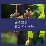 열매 맺는 텅빈 포도 나무? - 2023 | 포도, 나무, 버지니아