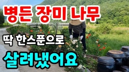Pin on 원예