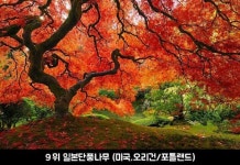 지구에서 가장 멋진 나무 Best 16 | Portland japanese garden, Japanese maple tree, Japanese garden