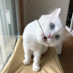 Watch the Best YouTube Videos Online -  ㅋㅋㅋㅋㅋㅋㅋㅋ눈희번득한거보소 - #cat #catstagram #catsofinstagram #cats... 