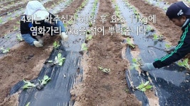 시청하시고 풍년농사되세요 - 2022 | 텃밭 김장배추 모종 심는시기  및... 병해충 방제까지 종합편입니다 시청하시고 풍년농사되세요 - 2022 | 텃밭