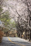 군항제의 도시 창원 진해의 벚꽃 명소 ‘안민고개’ 정상에 올라 내려다보는 진해만의 풍경과 야경도 예술이예요... 