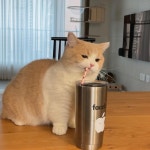 우리 ฅωฅ Woori 雾里 on Instagram: “우리야 ~ 고양이는 그거 못 쓰는거야😅💦” in 2023 | Cute cats and dogs, Cute... 