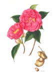 THEACEA Camellia reticulata St Patrick | 수채화, 색연필, 자수
