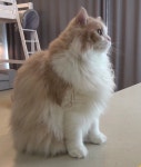 DD 디디 털뚠이 | Животные, Кошечка, Кот