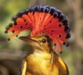 Royal Flycatcher | 새, 동물