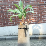 그린그린 모닝이에요 어제 젊은 사장님(?) 오피스로 배달보낸 아가베 선인장이에요! 시크한 자태와 키우기 쉽다는 점이 장점이라... 