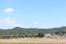 하동여행:: 기찻길 옆 꽃들의 축제 북천 코스모스·메밀꽃 축제 | 축제