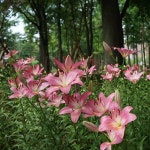 #힐링#나리꽃#민박#게스트하우스#제주외할망네#제주도#김녕#김녕독채#제주독채#김녕숙소#제주여행#제주풍경#힐링여행... 