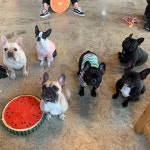 #개너자이저 #프렌치불독 #댕댕이#프불 #불독 #소통 #공감 #애견카페 #애카#frenchbulldog #frenchfamily #bulldog #french #do...... 