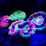 Coral Scolymia Beautiful Reef Aquarium | 산호