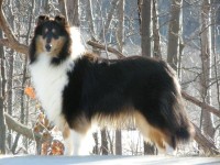 Pin by Caleigh Bratton on Animals :) | Rough collie, Collie breeds, Collie dog