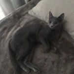 #고양이 #냥스타그램 #캣스타그램 #러시안블루 #반려묘 #펫스타그램 #맞팔 #선팔 #소통 #cat #russianblue #pet #catsofinstagram #cats...... 